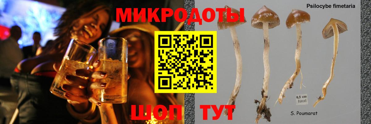 Галлюциногенные грибы Psilocybine cubensis Шатура